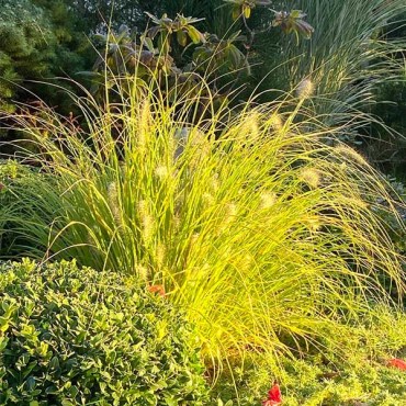 хамелм голд